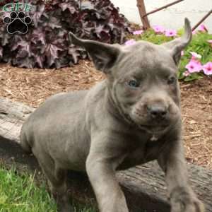 Tabby, Cane Corso Puppy