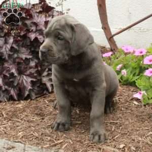 Tabby, Cane Corso Puppy