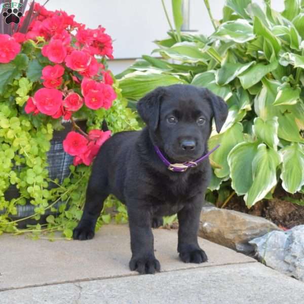 Taffy, Black Labrador Retriever Puppy