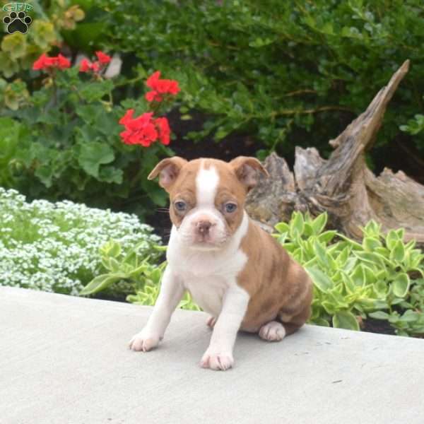 Taffy, Boston Terrier Puppy
