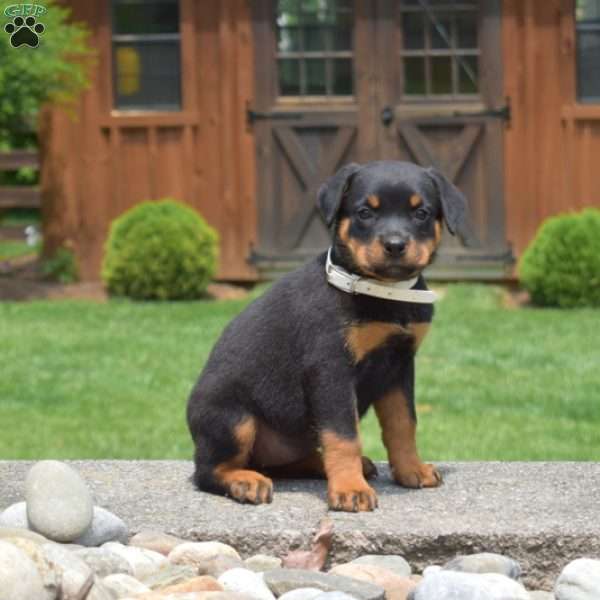 Taffy, Rottweiler Puppy