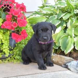 Taffy, Black Labrador Retriever Puppy