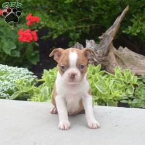 Taffy, Boston Terrier Puppy