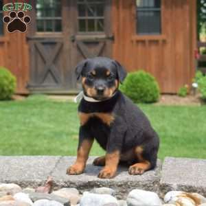 Taffy, Rottweiler Puppy