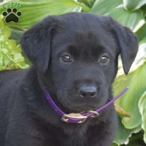 Taffy, Black Labrador Retriever Puppy