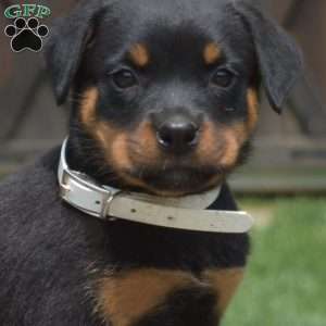 Taffy, Rottweiler Puppy