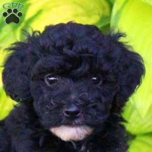 Tammy, Miniature Poodle Puppy
