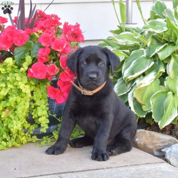 Tank, Black Labrador Retriever Puppy
