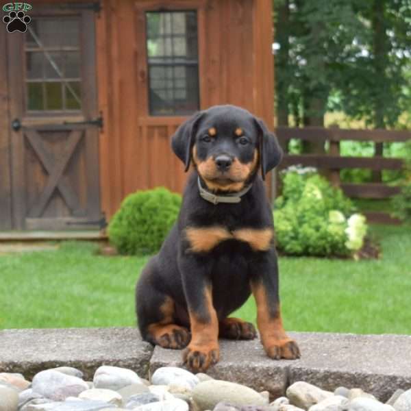 Tank, Rottweiler Puppy