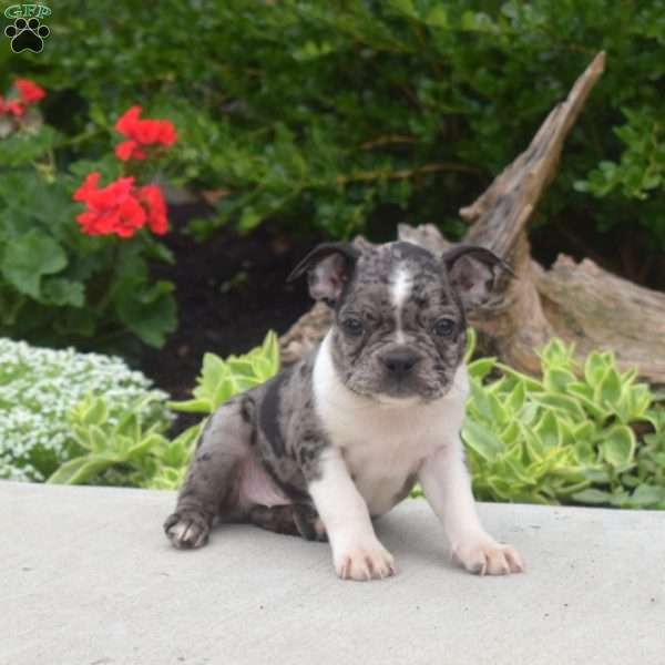 Tank, Boston Terrier Puppy