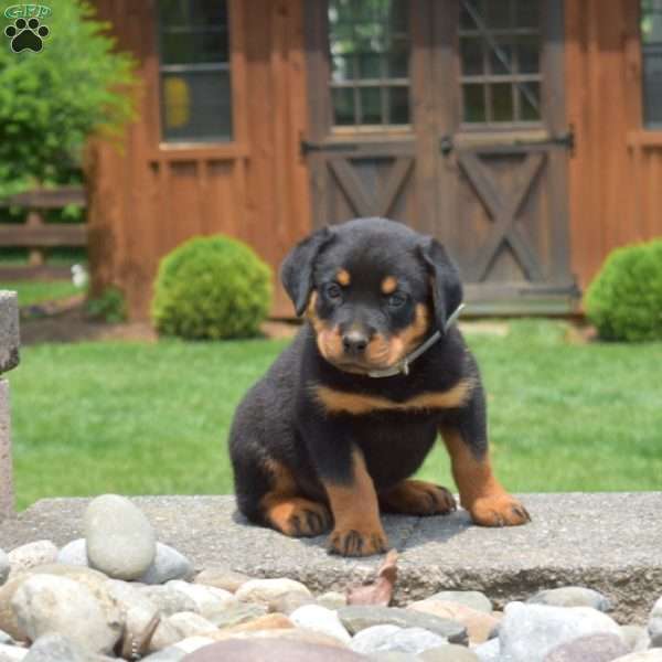 Tank, Rottweiler Puppy