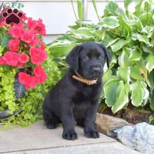 Tank, Black Labrador Retriever Puppy