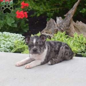 Tank, Boston Terrier Puppy