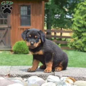 Tank, Rottweiler Puppy