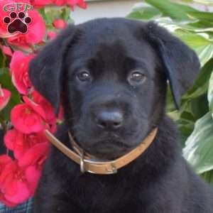 Tank, Black Labrador Retriever Puppy