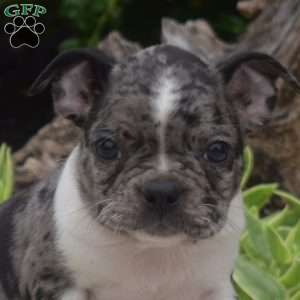 Tank, Boston Terrier Puppy
