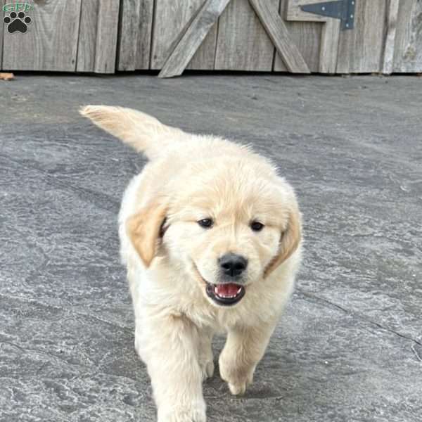 Tanner, Golden Retriever Puppy