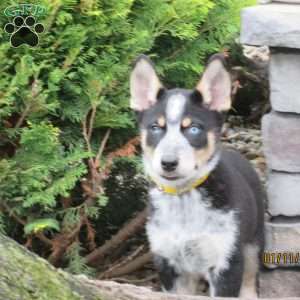 Tarzan, Siberian Husky Mix Puppy