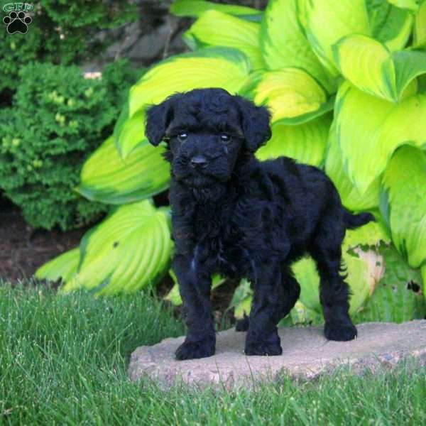 Tasha, Miniature Poodle Puppy