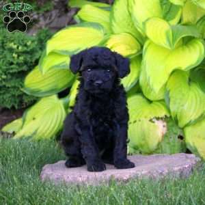 Tasha, Miniature Poodle Puppy