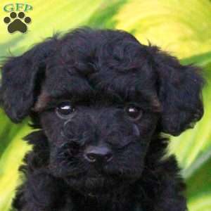 Tasha, Miniature Poodle Puppy