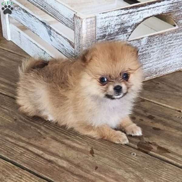 Tawney, Pomeranian Puppy