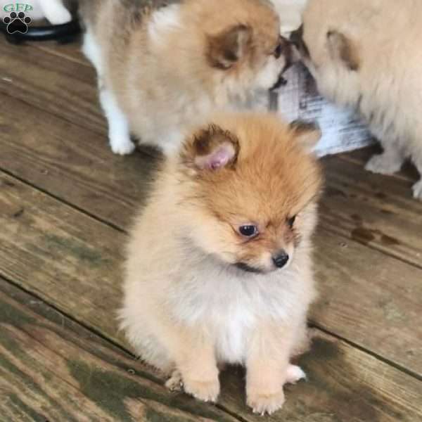 Rusty, Pomeranian Puppy