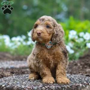 Teddy, Cockapoo Puppy