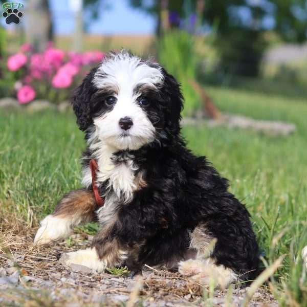 Teddy, Mini Bernedoodle Puppy