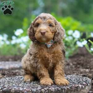 Teddy, Cockapoo Puppy