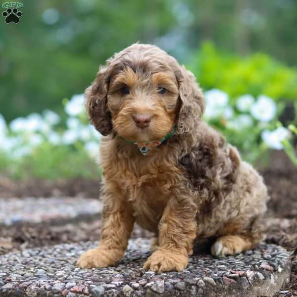 Teddy, Cockapoo Puppy