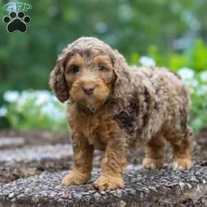 Teddy, Cockapoo Puppy