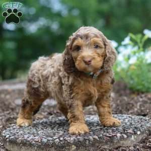 Teddy, Cockapoo Puppy