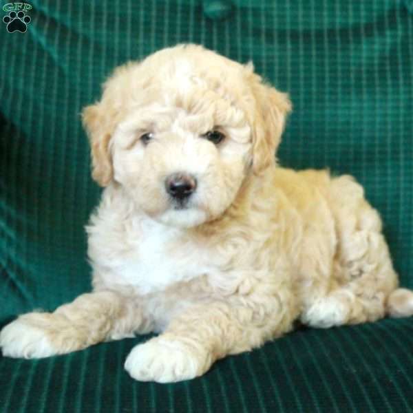 Teddy, Miniature Poodle Mix Puppy