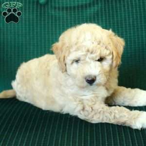 Teddy, Miniature Poodle Mix Puppy