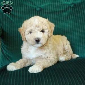 Teddy, Miniature Poodle Mix Puppy