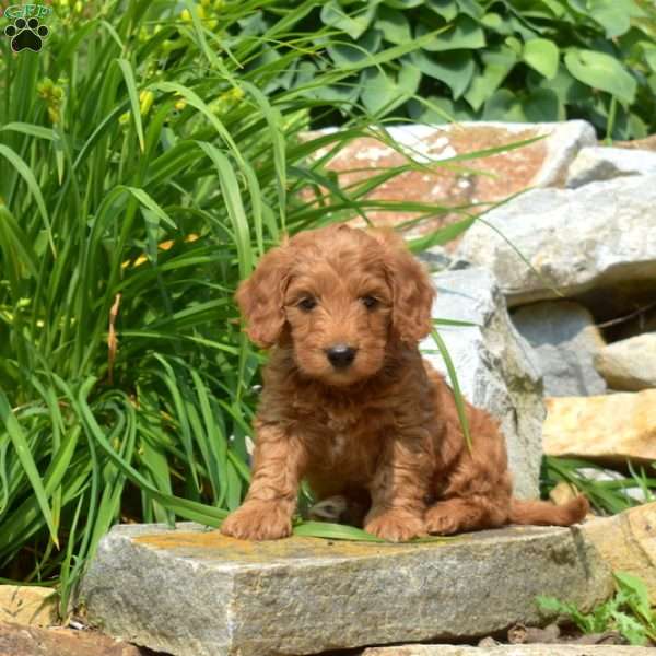 Teddy-F1bb, Mini Goldendoodle Puppy