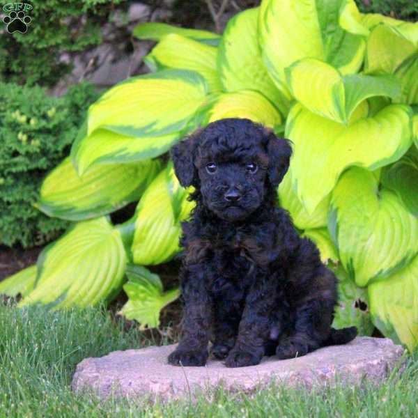 Teddy, Miniature Poodle Puppy