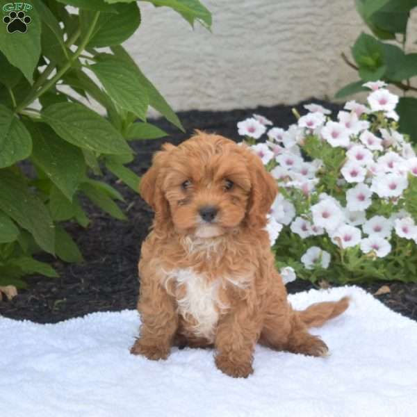 Teddy, Cavapoo Puppy