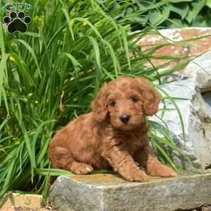 Teddy-F1bb, Mini Goldendoodle Puppy