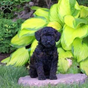Teddy, Miniature Poodle Puppy