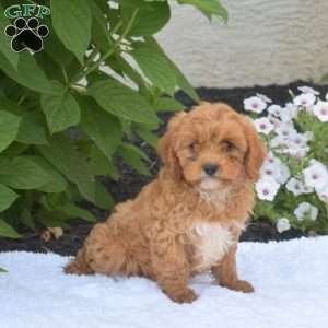 Teddy, Cavapoo Puppy