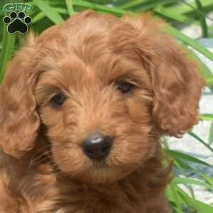 Teddy-F1bb, Mini Goldendoodle Puppy
