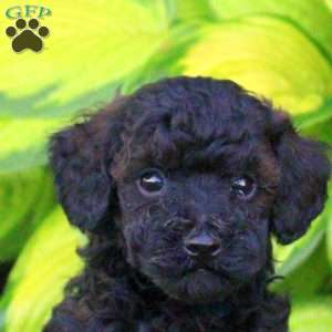 Teddy, Miniature Poodle Puppy