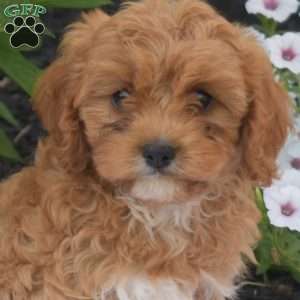 Teddy, Cavapoo Puppy