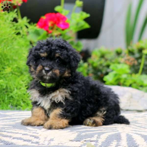 Teddy, Havapoo Puppy