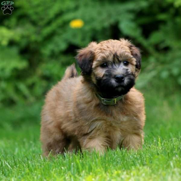 Teddy, Soft Coated Wheaten Terrier Puppy