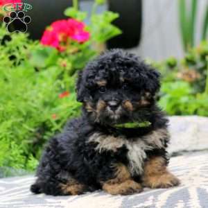 Teddy, Havapoo Puppy