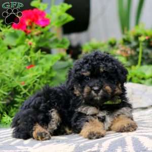 Teddy, Havapoo Puppy