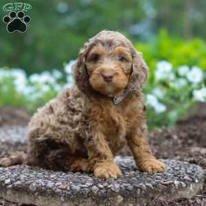 Teddy, Cockapoo Puppy